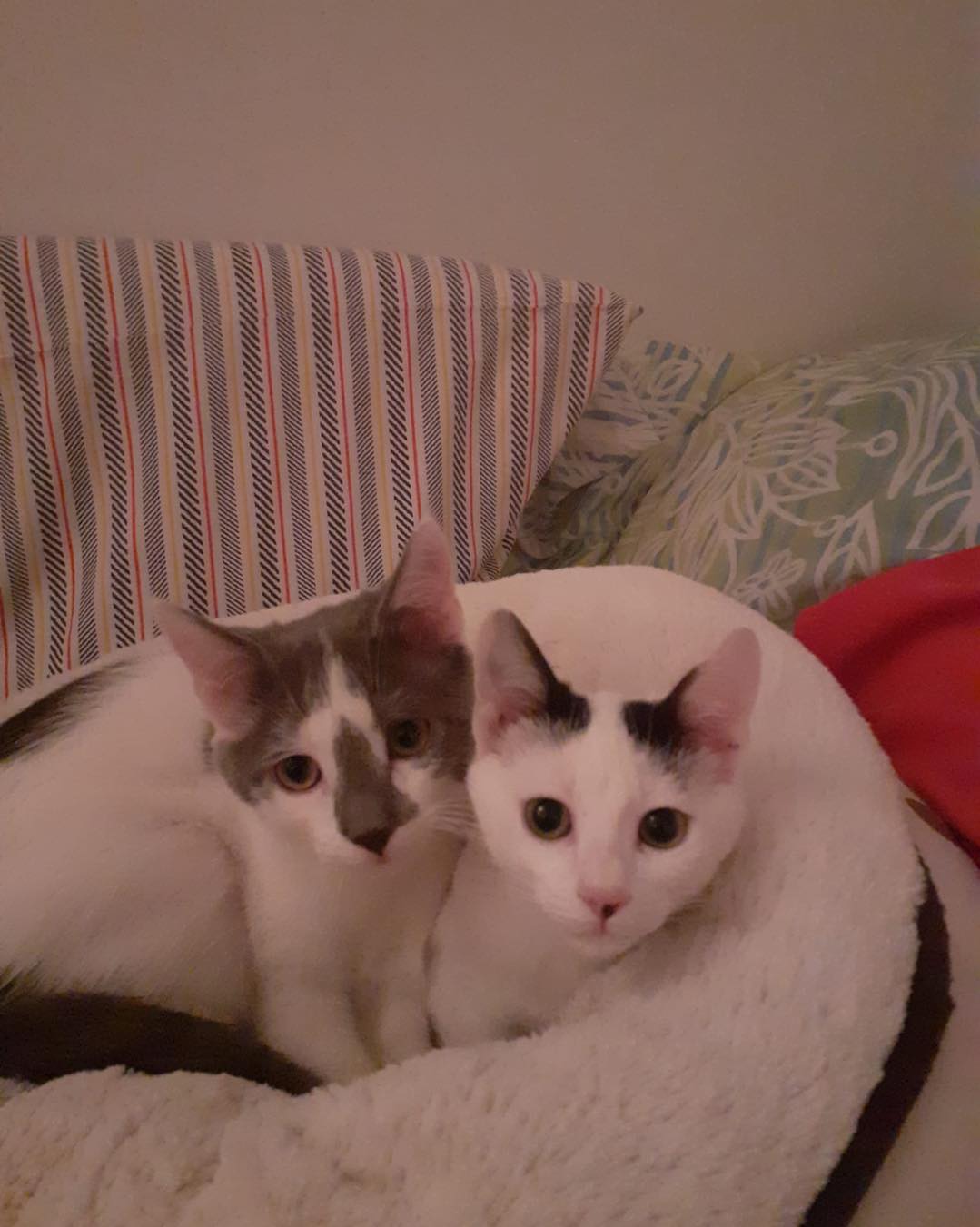 gatti maschio e femmina da adottare