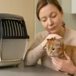 Gatti e trasportino: le tecniche calmanti che facilitano le prime visite dal veterinario
